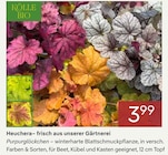 Heuchera von Kölle Bio im aktuellen Pflanzen Kölle Prospekt für 3,99 €
