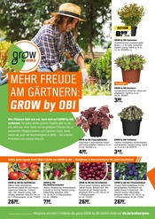 Obstbaum im OBI Prospekt in Aachen Aktueller OBI Prospekt mit Obstbaum, "HERBSTZEIT IST PFLANZZEIT", Seite 16