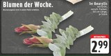 Amaryllis bei EDEKA im Oerlinghausen Prospekt für 2,99 €