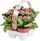 Barquette de 4 kalanchoés en promo chez Lidl Poitiers à 3,99 €