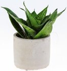 Plante verte en pot béton - Lidl à Orléans Plante verte en pot béton en promo chez Lidl Orléans à 2,99 €