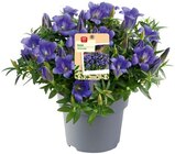 Aktuelle Pflanzen Angebote bei REWE in Braunschweig Aktuelles Enzian Angebot bei REWE in Braunschweig ab 3,49 €