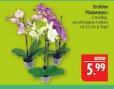 Aktuelle Zimmerpflanzen Angebote bei Marktkauf in Nürnberg Aktuelles Orchidee Phalaenopsis Angebot bei Marktkauf in Nürnberg ab 5,99 €