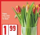 Aktuelles Tulpen Angebot bei EDEKA in Potsdam ab 1,99 €