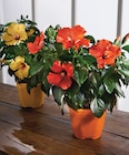 Hibiscus Pot 19 cm dans le catalogue Intermarché Hyper
