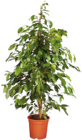 Grande plante verte dans le catalogue Lidl