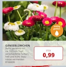 BBM Baumarkt Achim Prospekt mit  im Angebot für 0,99 €