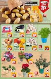 Chrysantheme im REWE Prospekt in Halle Aktueller REWE Prospekt mit Chrysantheme, "Dein Markt", Seite 9