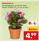Herbstkaktus im Angebot bei Netto Marken-Discount in Regensburg Herbstkaktus Angebote bei Netto Marken-Discount Regensburg für 4,99 €