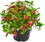 Scheinbeere im Penny Prospekt zum Preis von 1,49 €