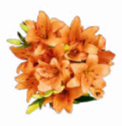 Lilien Straub bei Netto Marken-Discount im Prospekt "" für 3,33 €