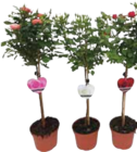 Rosenstämmchen Angebot in Geversdorf Rosenstämmchen im aktuellen Prospekt bei E center in Geversdorf