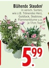 Blühende Stauden bei EDEKA im Raubling Prospekt für 5,99 €