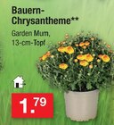 Bauern-Chrysantheme im Angebot bei Zimmermann in Hannover Bauern-Chrysantheme Angebote bei Zimmermann Hannover für 1,79 €