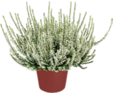 Herbstheide im Angebot bei Kaufland in Siegburg Herbstheide Angebote bei Kaufland Siegburg für 1,59 €