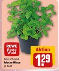 Frische Minze Angebote von REWE Beste Wahl bei REWE Frankenthal für 1,29 €
