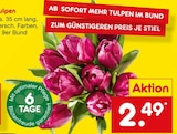 Aktuelles Tulpen Angebot bei Netto Marken-Discount in Frankfurt (Main) ab 2,49 €