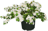 Hagebaumarkt Waldkirchen - Schneeflockenblume Angebot im Prospekt Schneeflockenblume bei Hagebaumarkt im Waldkirchen Prospekt für 2,49 €