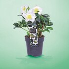 Hellebore en promo à 4,99 € chez Netto Hellebore dans le catalogue Netto