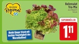 Ballensalat Trio-Mix im Angebot bei EDEKA in Passau Ballensalat Trio-Mix Angebote bei EDEKA Passau für 1,11 €