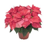 Petite étoile de Noël couleur en promo chez Lidl Aubervilliers à 3,99 €