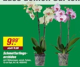 Schmetterlingsorchidee Angebote bei toom Baumarkt Köln für 9,99 €