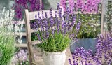 Lavendel von  im aktuellen Hagebaumarkt Prospekt für 2,79 €