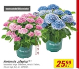 Hortensie Angebote von Magical bei toom Baumarkt Baden-Baden für 25,99 €