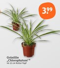 GrĂŒnlilie im tegut Prospekt GrĂŒnlilie von im aktuellen tegut Prospekt fĂŒr 3,99 âŹ