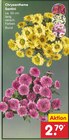 Chrysantheme Santini Angebote bei Netto Marken-Discount Herne für 2,79 €