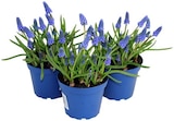 Traubenhyazinthe "Muscari" Angebote bei REWE Wetzlar für 1,79 €