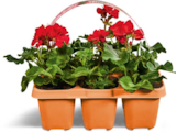Geranien Angebote bei Netto Marken-Discount Baden-Baden für 4,99 €