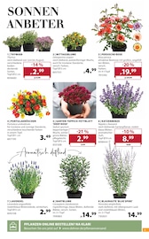 Teppichboden im Dehner Garten-Center Prospekt in Beckum Aktueller Dehner Garten-Center Prospekt mit Teppichboden, "AKTUELLE ANGEBOTE", Seite 3