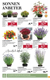 Pflanzen im Dehner Garten-Center Prospekt "AKTUELLE ANGEBOTE" mit 16 Seiten (Münster)