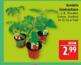 Veredelte Gemüsepflanze Tomaten Angebote bei Marktkauf Leipzig für 2,99 €