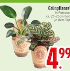 Grünpflanze im EDEKA Prospekt Grünpflanze im aktuellen EDEKA Prospekt für 4,99 €