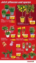 Aktueller toom Baumarkt Prospekt mit Blumen, "Respekt, wer's selber macht.", Seite 3