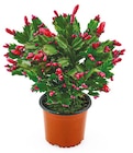 "Weihnachtskaktus" Angebote von Schlumbergera bei Netto mit dem Scottie Dresden für 3,69 €