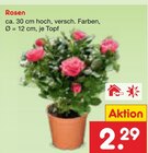 Rosen im Angebot bei Netto Marken-Discount in Delmenhorst Rosen Angebote bei Netto Marken-Discount Delmenhorst für 2,29 €