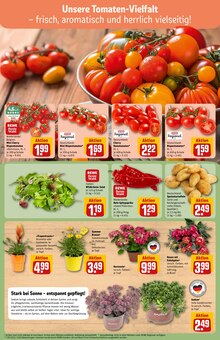 Kartoffeln im aktuellen REWE Prospekt (Mönchengladbach) Kartoffeln im REWE Prospekt "Dein Markt" mit 30 Seiten (Mönchengladbach)