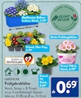 Bepflanzter Balkonkasten von Gardenline im aktuellen ALDI SÜD Prospekt für 0,69 €