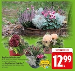 Bepflanzte Grabschale im Angebot bei EDEKA in Germering Bepflanzte Grabschale Angebote bei EDEKA Germering für 12,99 €