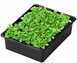 Aktuelle Salat Angebote bei Dehner Garten-Center in Frankfurt (Main) Aktuelles FELDSALAT GRÜN Angebot bei Dehner Garten-Center in Frankfurt (Main) ab 2,49 €