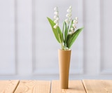 Muguet 3 brins + 1 feuille en promo chez Super U Toulon à 2,99 €