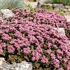 Thomas Philipps Neubrandenburg - Sedum „Rosenteppich“ Angebot im Prospekt Sedum „Rosenteppich“ bei Thomas Philipps im Neubrandenburg Prospekt für 1,99 €