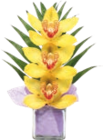 COMPOSITION CYMBIDIUM - GARDENLINE en promo à 4,99 € chez Aldi COMPOSITION CYMBIDIUM - GARDENLINE dans le catalogue Aldi