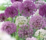 Promo Allium à 6,99 € dans le catalogue Point Vert à Montbrun-Bocage