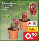 Aktuelles Erdbeerpflanze Angebot bei Netto Marken-Discount in Wuppertal ab 0,99 €