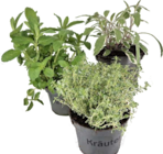 Bauzentrum Reinholdshain Dippoldiswalde - Gartenkräuter Angebot im Prospekt Gartenkräuter bei Bauzentrum Reinholdshain im Dippoldiswalde Prospekt für 2,49 €