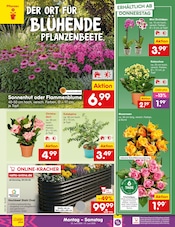 Stauden im Netto Marken-Discount Prospekt in Velbert Aktueller Netto Marken-Discount Prospekt mit Stauden, "Aktuelle Angebote", Seite 36